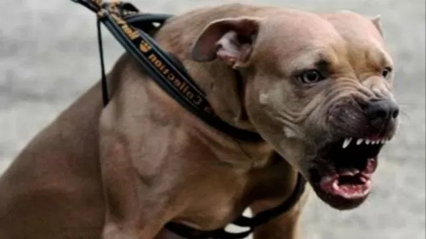Un pitbull atacó a 5 personas en Centenario: buscan al dueño