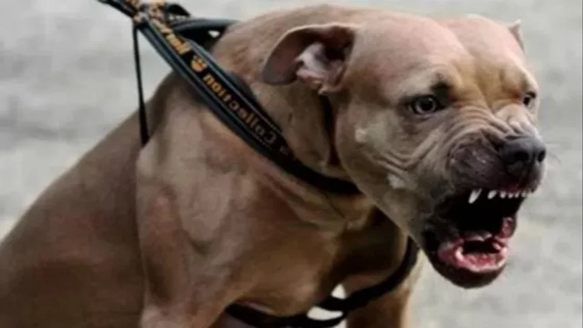 Un pitbull atacó a 5 personas en Centenario: buscan al dueño