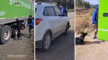 Video: Así rastrean droga los perros de la Policía en los pasos cordilleranos de Neuquén