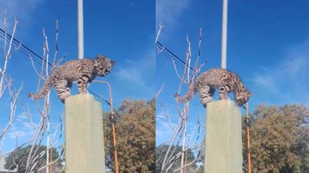 Apareció un gato montés en la casa de un vecino ¿Cómo lo atraparon y qué hicieron con él? 