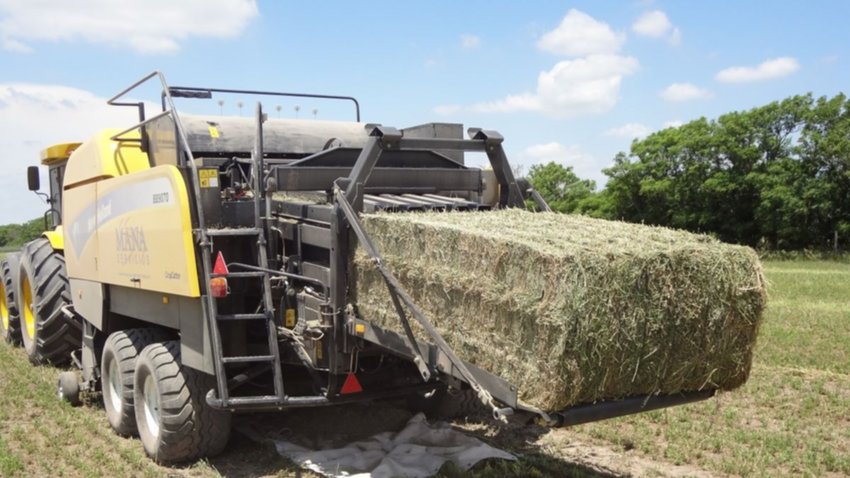 Río Negro se consolida como polo productivo de alfalfa: 27.000 hectáreas y un fuerte perfil exportador