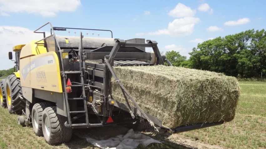 Río Negro se consolida como polo productivo de alfalfa: 27.000 hectáreas y un fuerte perfil exportador