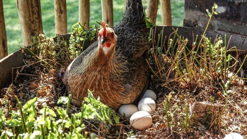 Fin del misterio: la ciencia resolvió qué fue primero, ¿el huevo o la gallina?