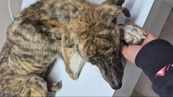 Abandonó a su perro que estaba desnutrido y ahora la acusan por crueldad animal