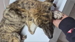 Abandonó a su perro que estaba desnutrido y ahora la acusan por crueldad animal