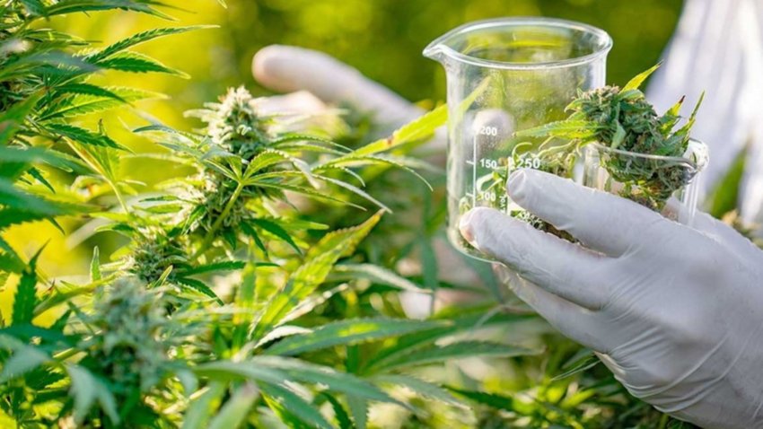 Nuevas reglas del Reprocann para controlar uso indebido del cannabis