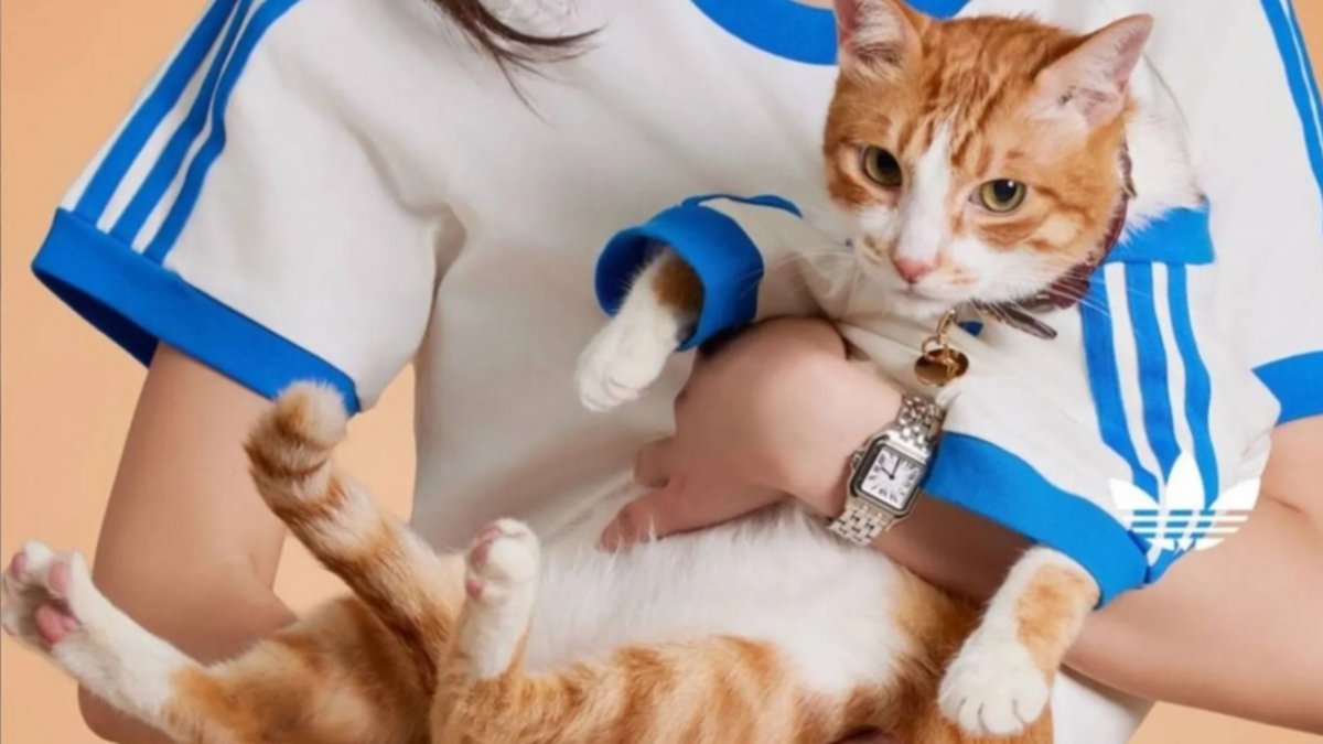 Adidas lanzó su primera colección exclusiva para mascotas y rompió las redes