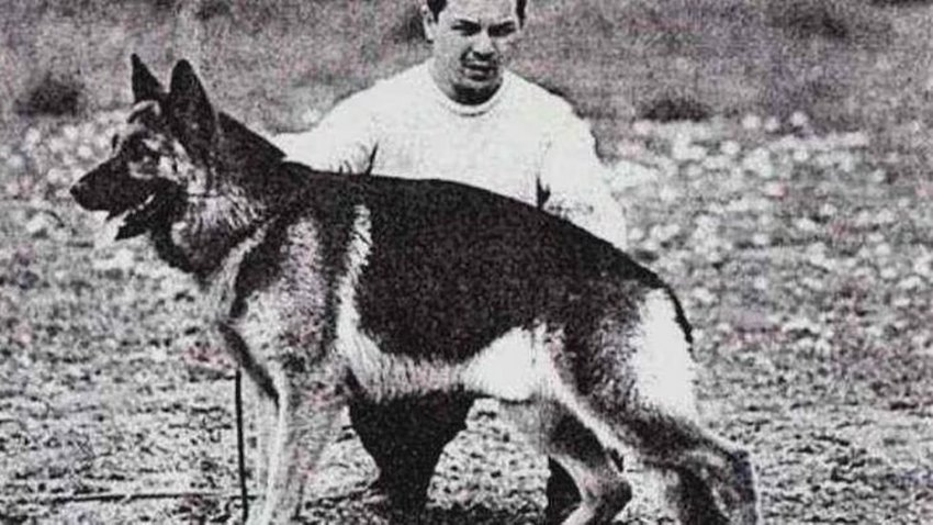 La conmovedora historia de Chonino que originó el Día Nacional del Perro