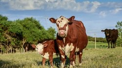 Ofensiva legal del campo patagónico contra la apertura de la barrera sanitaria