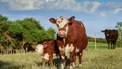 Ofensiva legal del campo patagónico contra la apertura de la barrera sanitaria