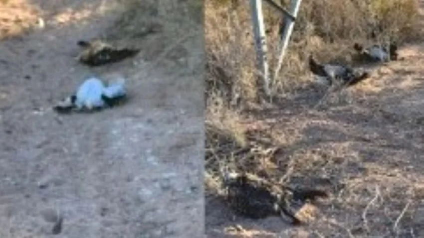 Denunciaron la muerte de más de diez águilas mora en Fernández Oro