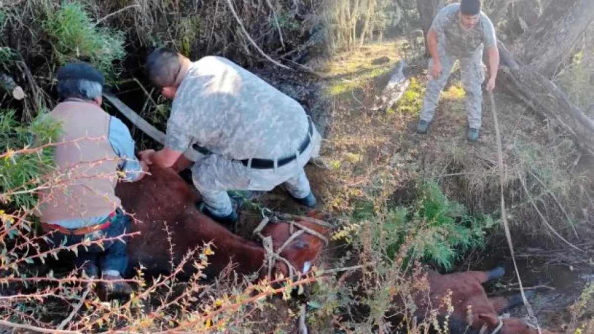 Héroes anónimos: la conmovedora historia del rescate de un caballo en Ñorquinco