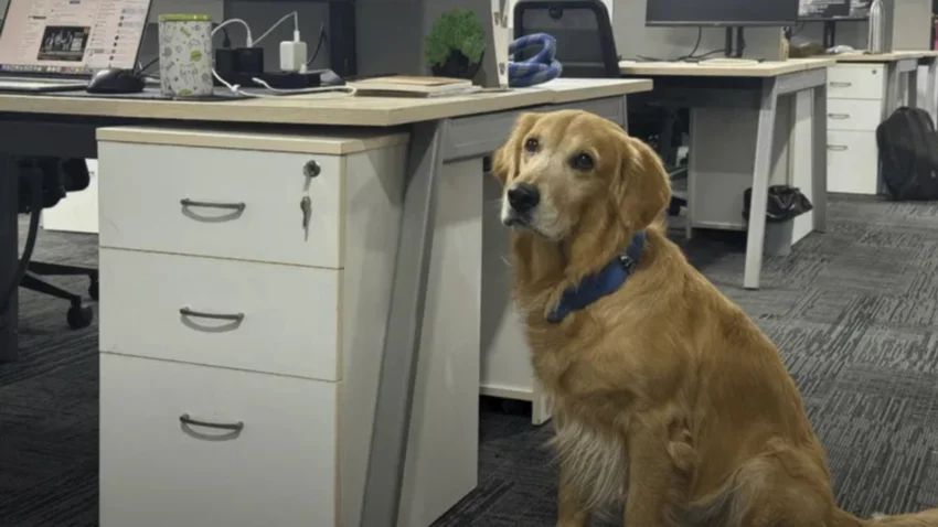 En India una empresa contrató a un perrito como Director de Felicidad para mejorar el ambiente laboral