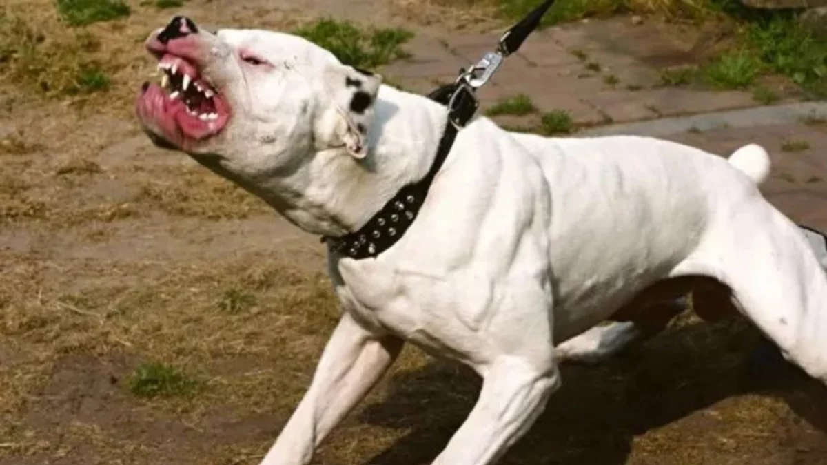 Capacitarán sobre tenencia responsable de pitbulls y dogos