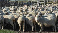 Época de ovejas flacas: la ganadería ovina en Río Negro lucha por sobrevivir 