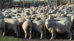 Época de ovejas flacas: la ganadería ovina en Río Negro lucha por sobrevivir 