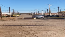 Centenario: otro ataque más de perros resultó en una mujer con heridas