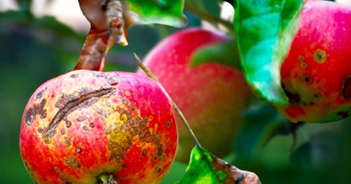 Alerta del INTA: Riesgo de Sarna y Mancha Marrón en Perales